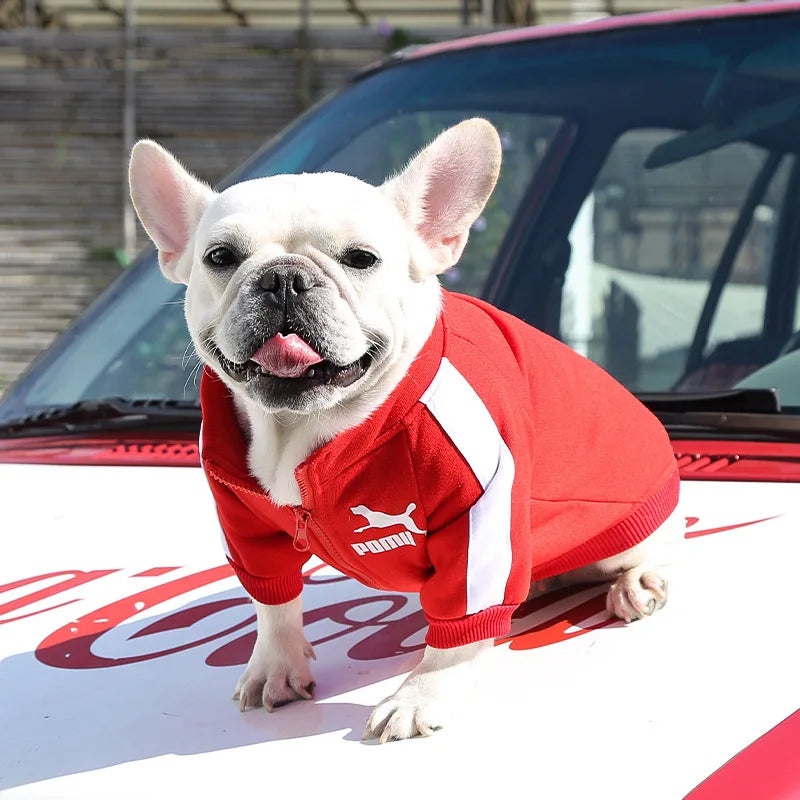 Chaqueta de invierno para perros: ¡comodidad y estilo para tu mascota!